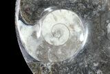Round Fossil Goniatite Dish #73727-1